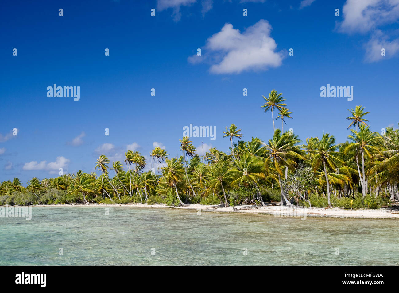 Les palmiers, la plage et le lagon et la plage de Manihi Pearl Beach Resort, atoll de Manihi, archipel des Tuamotu, en Polynésie française, l'Océan Pacifique Banque D'Images