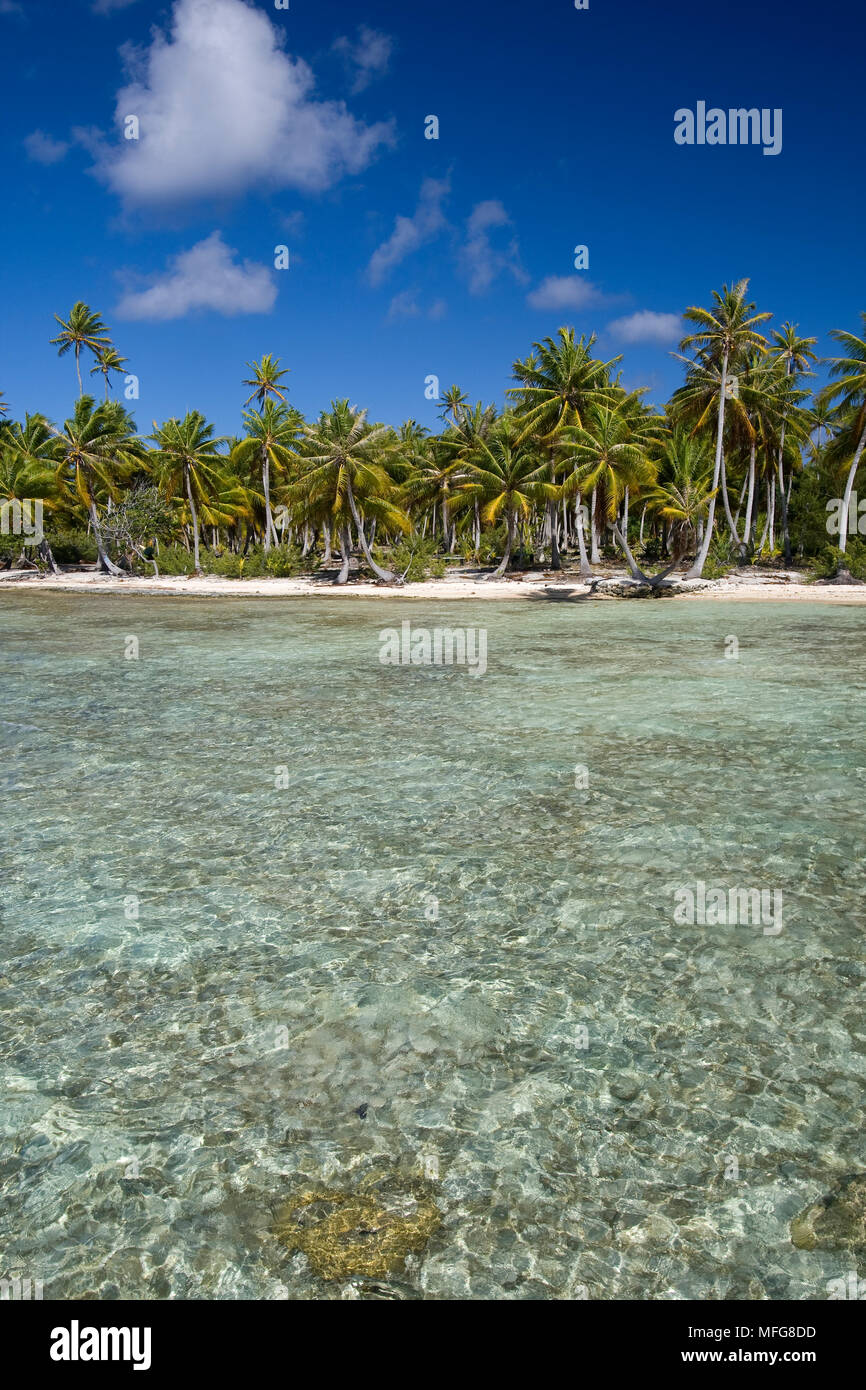 Les palmiers, la plage et le lagon et la plage de Manihi Pearl Beach Resort, atoll de Manihi, archipel des Tuamotu, en Polynésie française, l'Océan Pacifique Banque D'Images