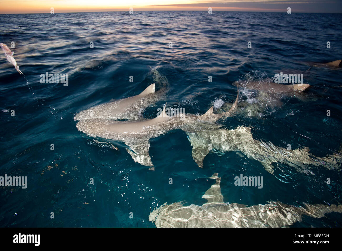 Les requins citron Negaprion brevirostris, nager à la surface, Nord des Bahamas, mer des Caraïbes, Océan Atlantique Banque D'Images