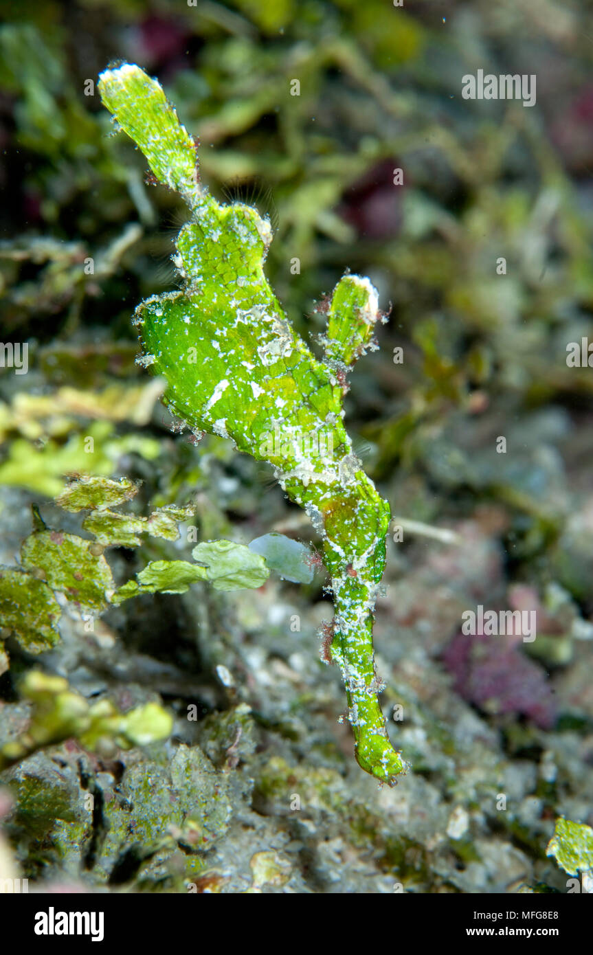 Ghospipefish corallienne, Solenostomus sp. , Maldives, océan Indien Banque D'Images