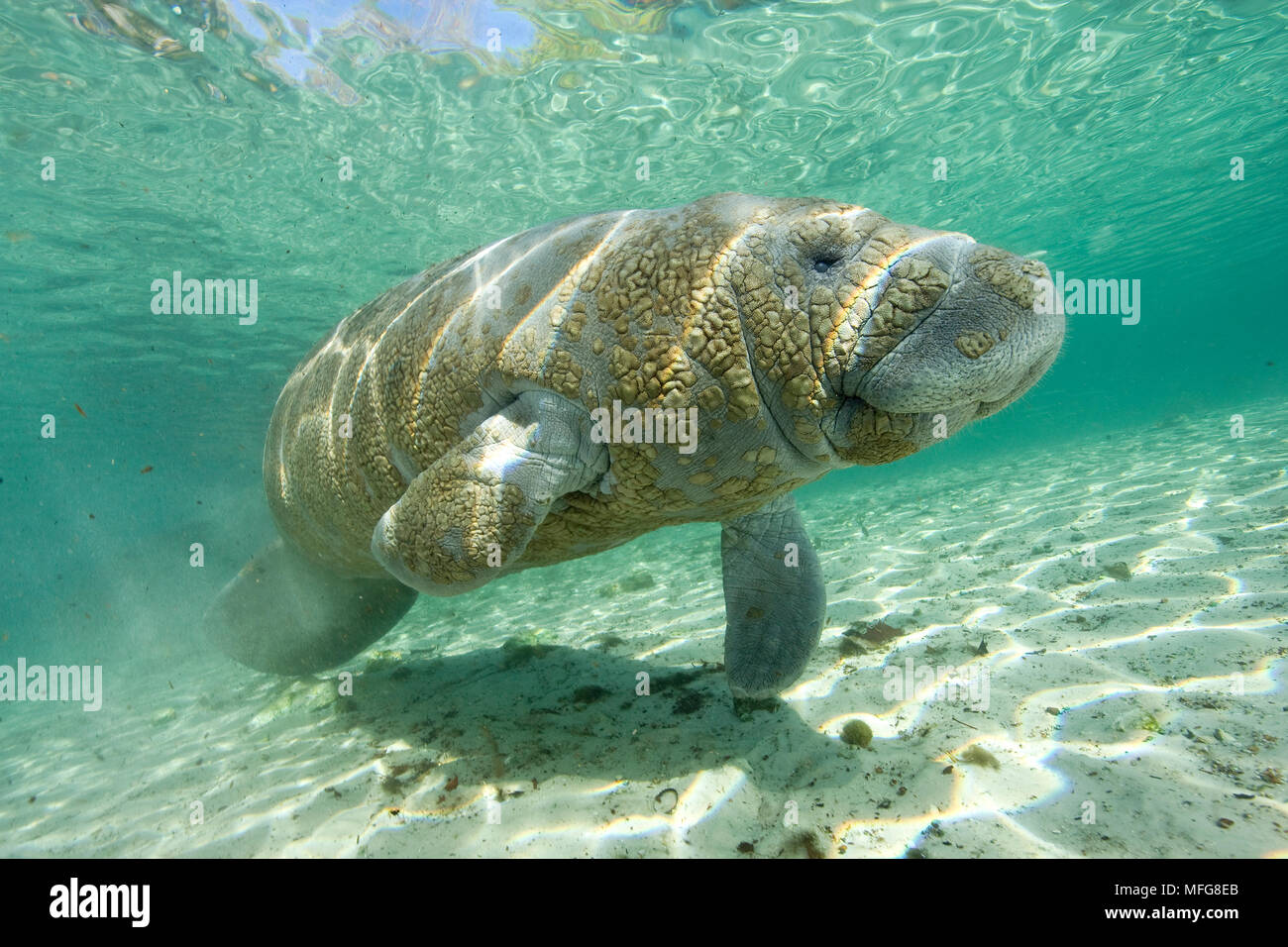 Floride, Trichechus manatus latirostris lamantins, une sous-espèce du lamantin des Antilles, vulnérables (UICN), Crystal River, Floride, États-Unis Banque D'Images
