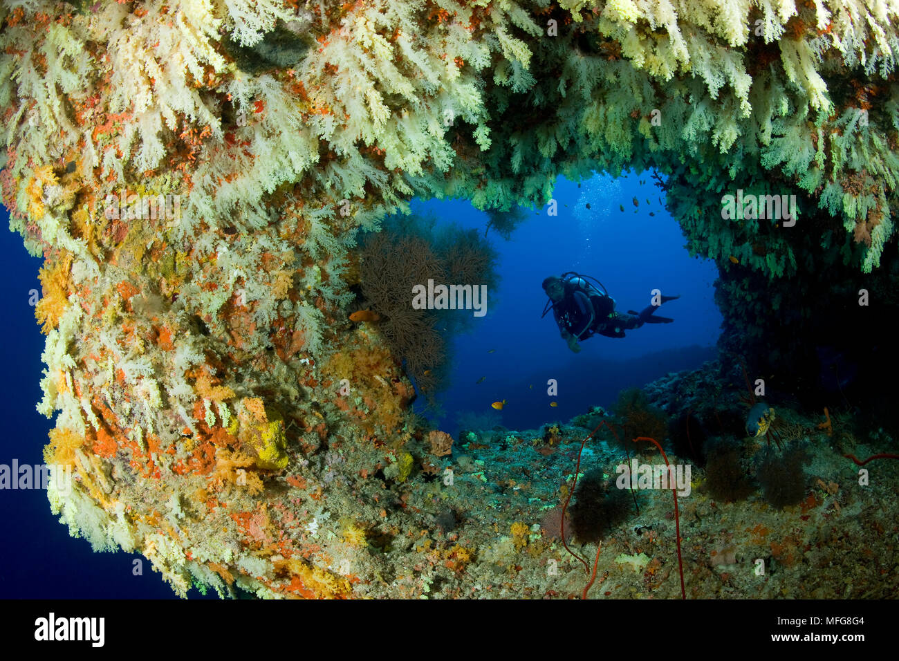 Scuba Diver et coraux mous à Fotteyo grottes, Maldives, océan Indien Banque D'Images