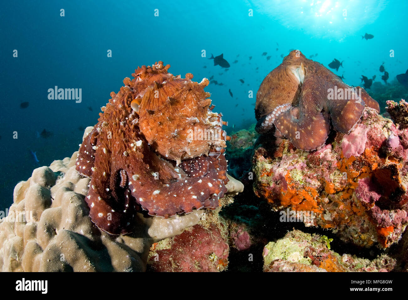 L'accouplement du poulpe, Octopus vulgaris, homme de gauche, Maldives, océan Indien Banque D'Images