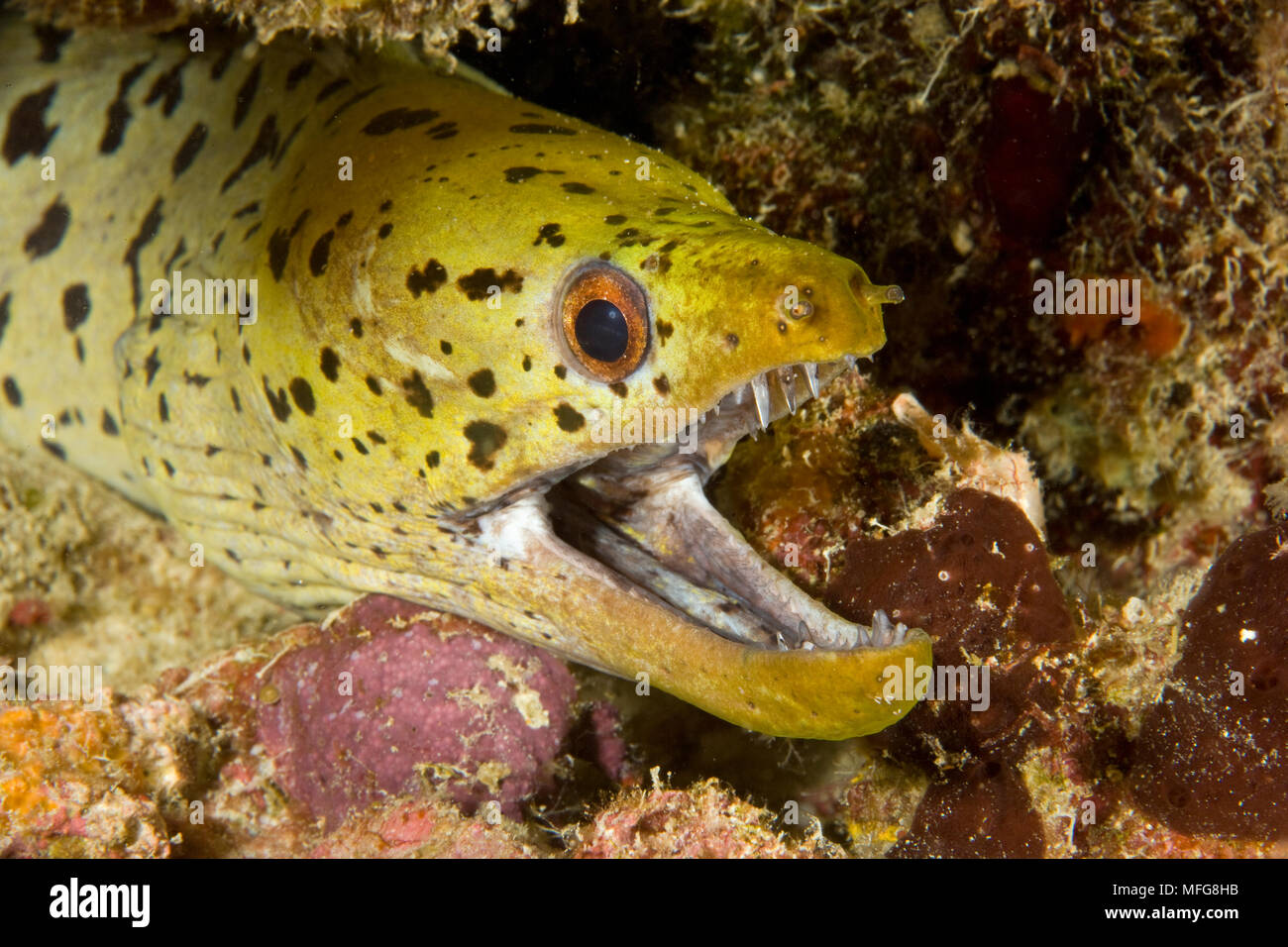 Spot-face moray, Gymnothorax fimbriatus, Maldives, océan Indien Banque D'Images
