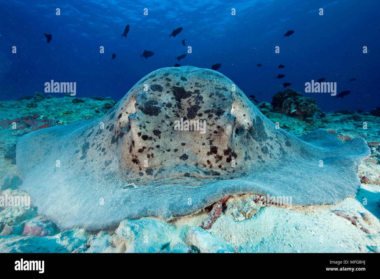 Marbré de Taeniura meyeni, Stingray, Maldives, océan Indien Banque D'Images