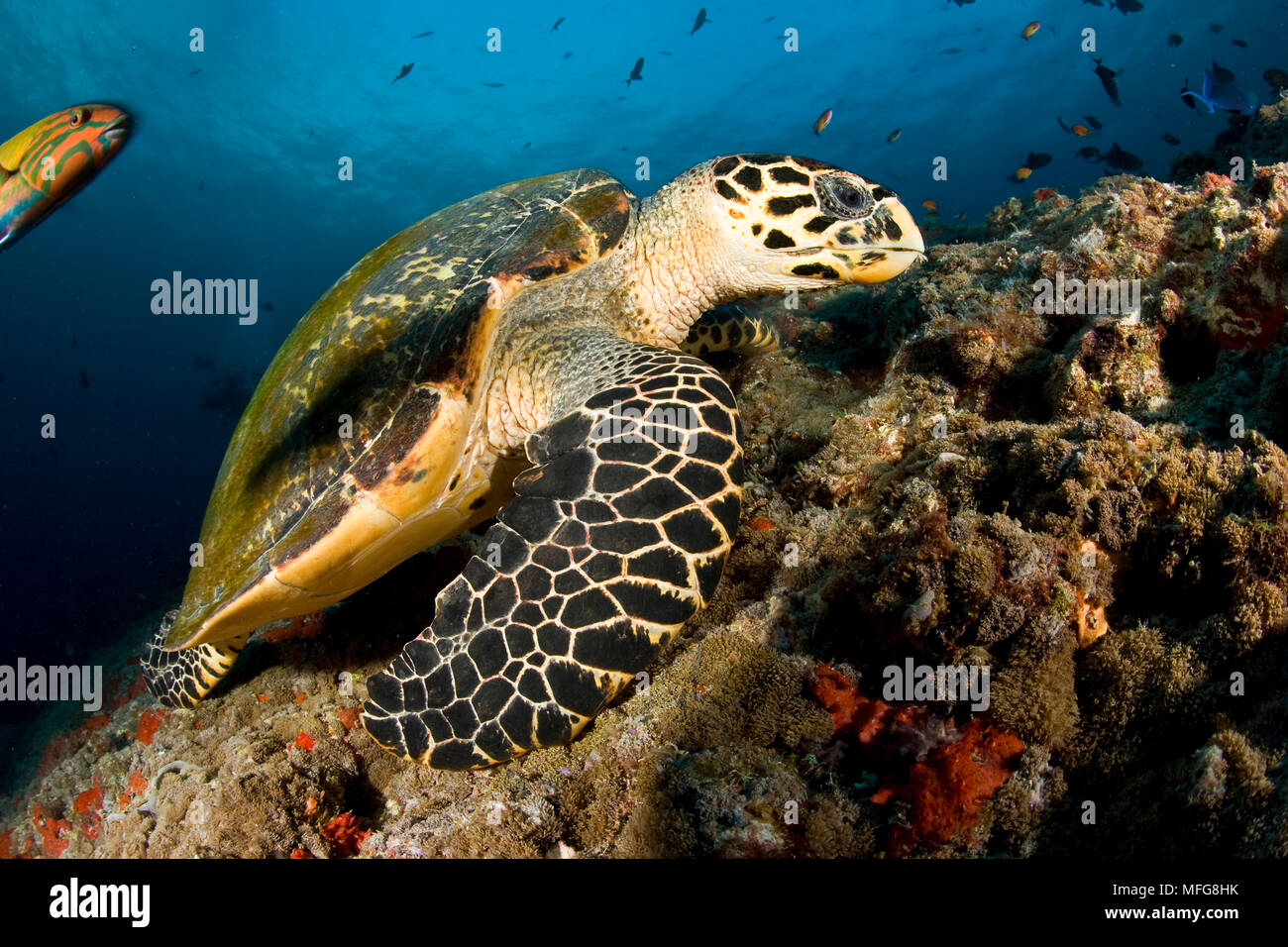 La tortue imbriquée, Eretmochelys imbricata, critique d'extinction (UICN), Maldives, océan Indien Banque D'Images