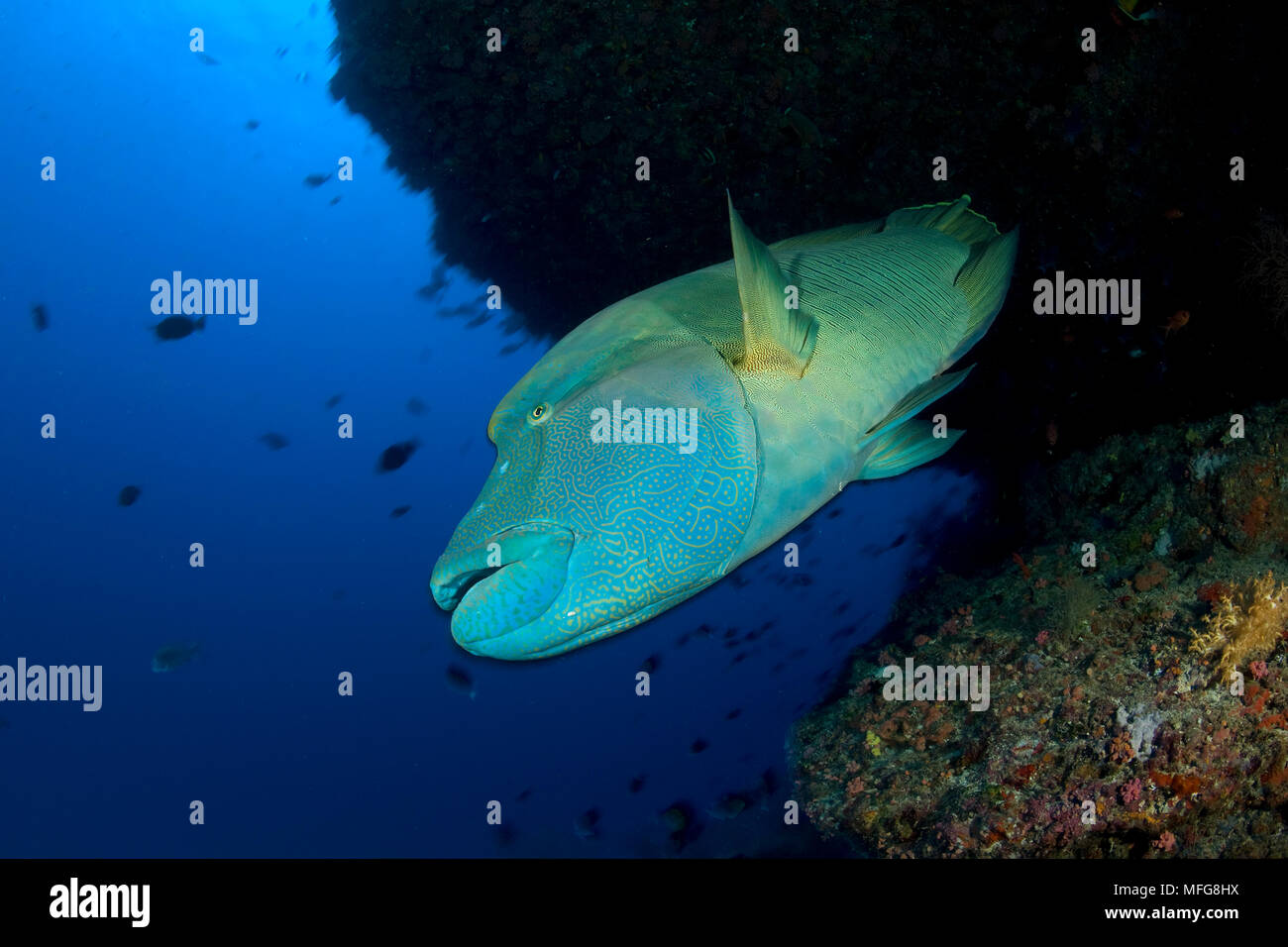 Poisson Napoléon, Cheilinus undulatus, Maldives, océan Indien Banque D'Images