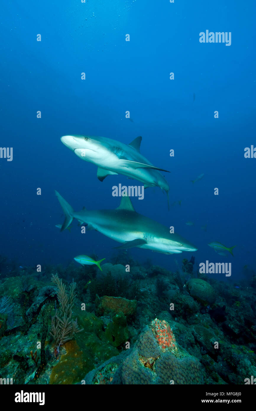 Couple de les requins gris de récif, Carcharhinus amblyrhynchos, Nord des Bahamas, mer des Caraïbes, Océan Atlantique Banque D'Images
