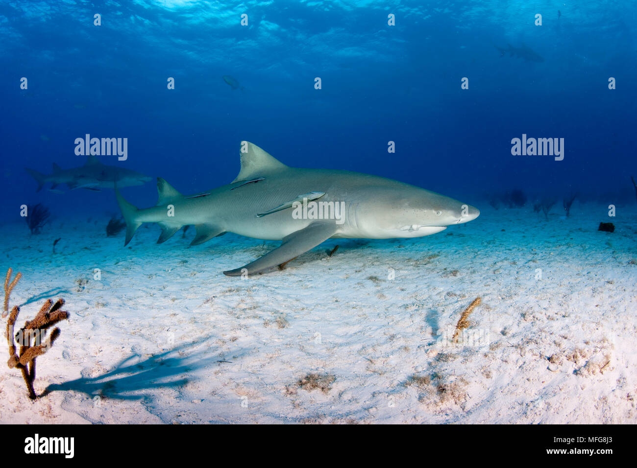 Le requin, Negaprion brevirostris, accompagnant de Remora ou suckerfish, Nord des Bahamas, mer des Caraïbes, Océan Atlantique Banque D'Images