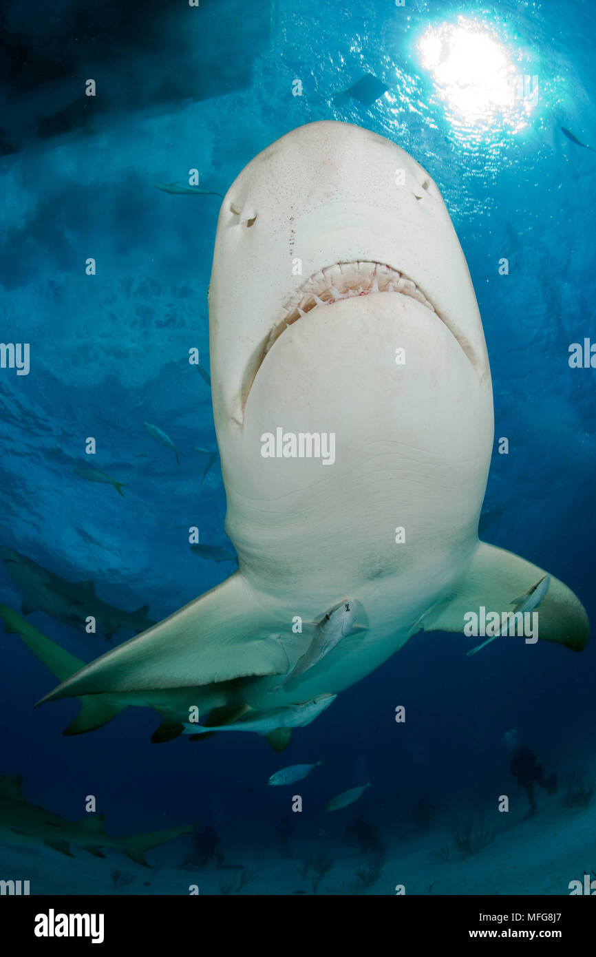 Le requin, Negaprion brevirostris, Nord des Bahamas, mer des Caraïbes, Océan Atlantique Banque D'Images