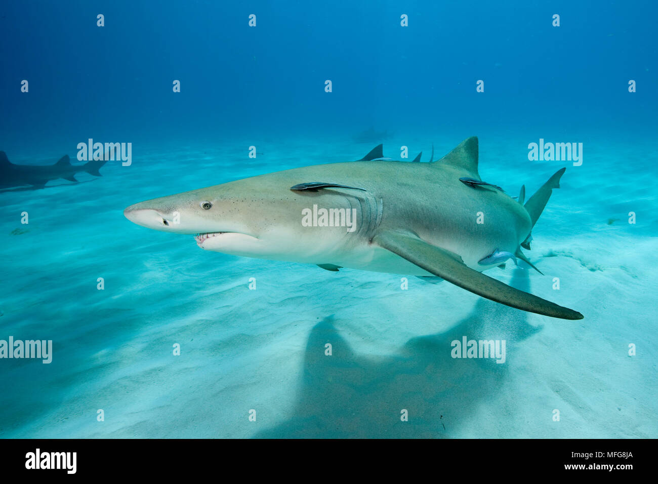 Le requin, Negaprion brevirostris, accompagnant de Remora ou suckerfish, Nord des Bahamas, mer des Caraïbes, Océan Atlantique Banque D'Images