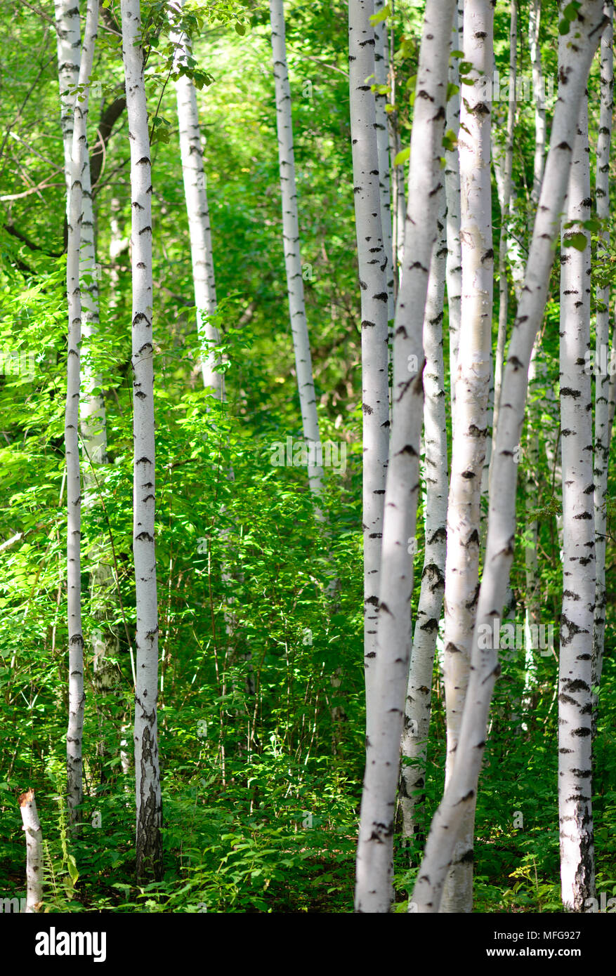 La lumière du soleil du printemps les branches de bouleau jour Banque D'Images