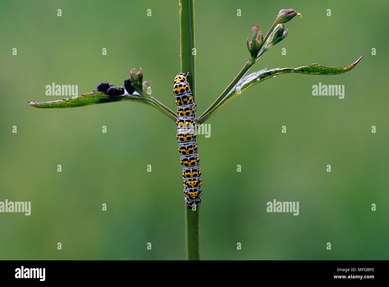 Larve de la molène Cucullia verbasci scrofulariacées sur l'eau d'alimentation Banque D'Images
