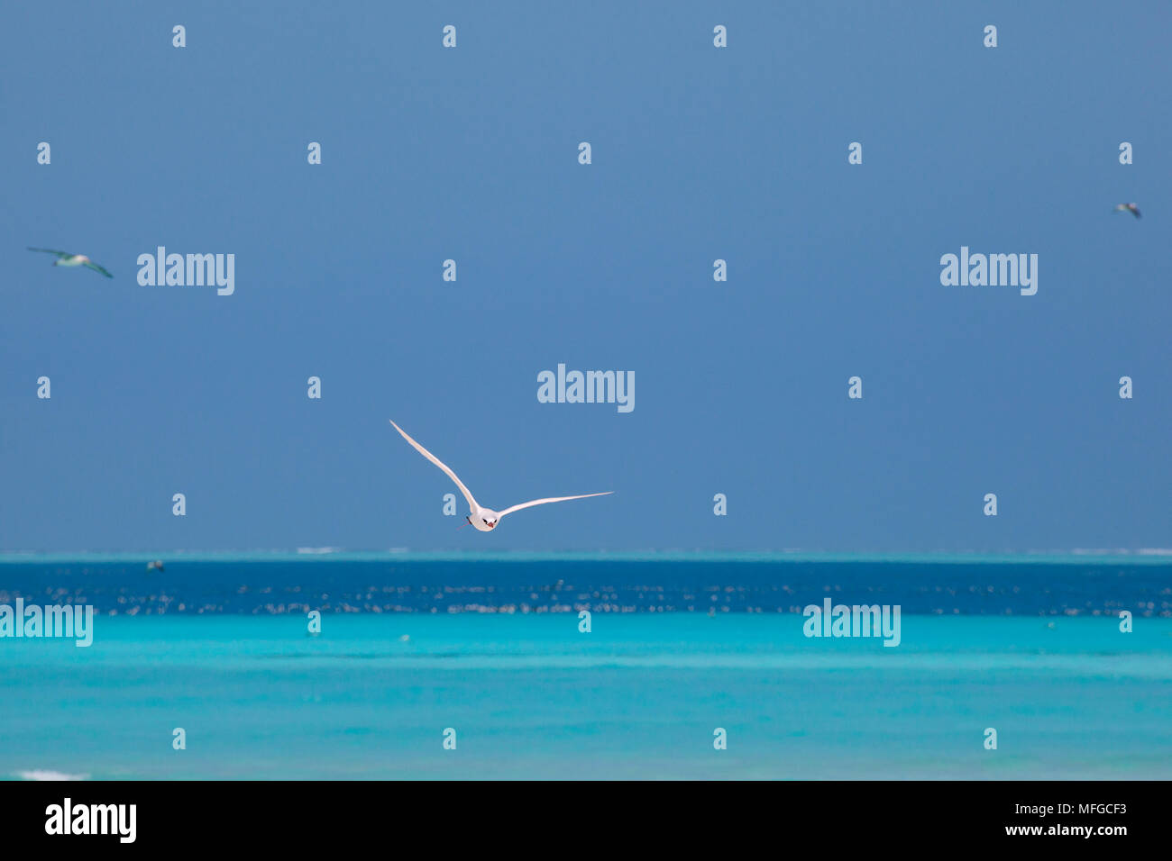 Le rouge-queue à queue rouge ou oiseau Phaethon rubricauda tropic, rothschildi, Sable Island, atoll de Midway, l'atoll de Midway, National Wildlife Refuge, P Banque D'Images