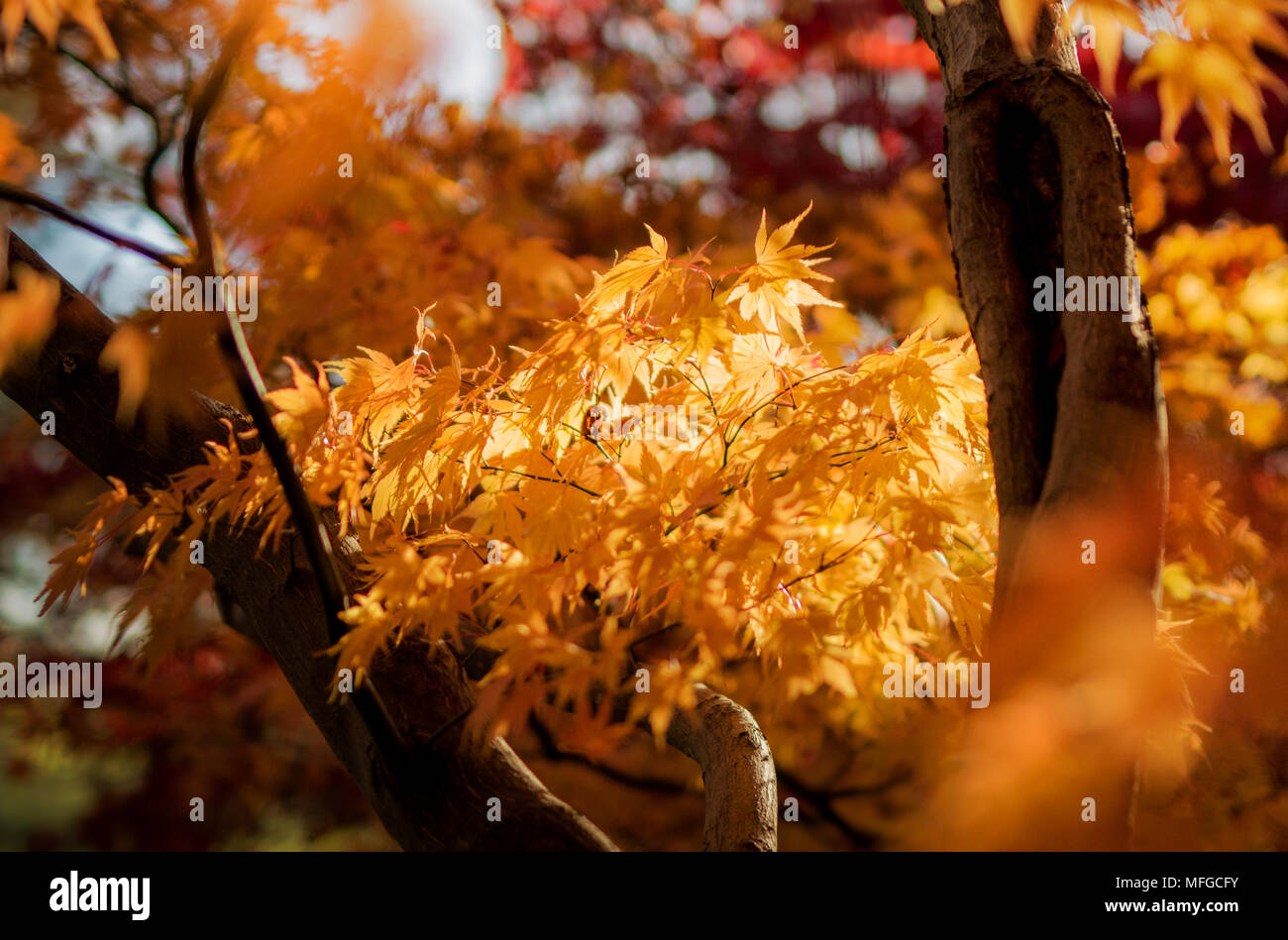 Les feuilles d'automne d'or pris dans Areborteum Westonbirt Banque D'Images