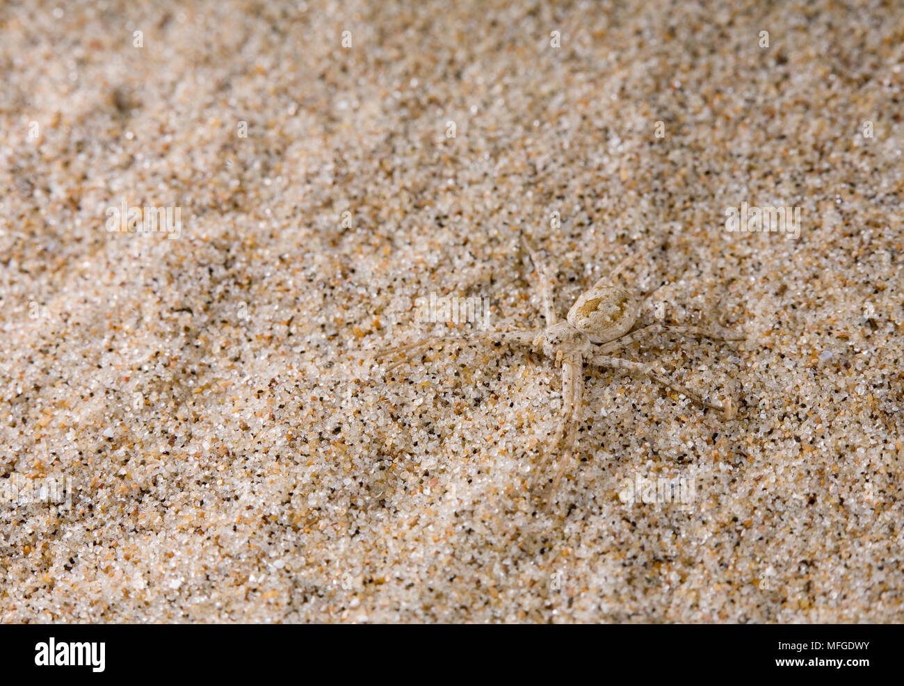 L'exécution de l'ARAIGNÉE CRABE Philodromus fallax Philodromidae Camber Sands, au Royaume-Uni. Banque D'Images