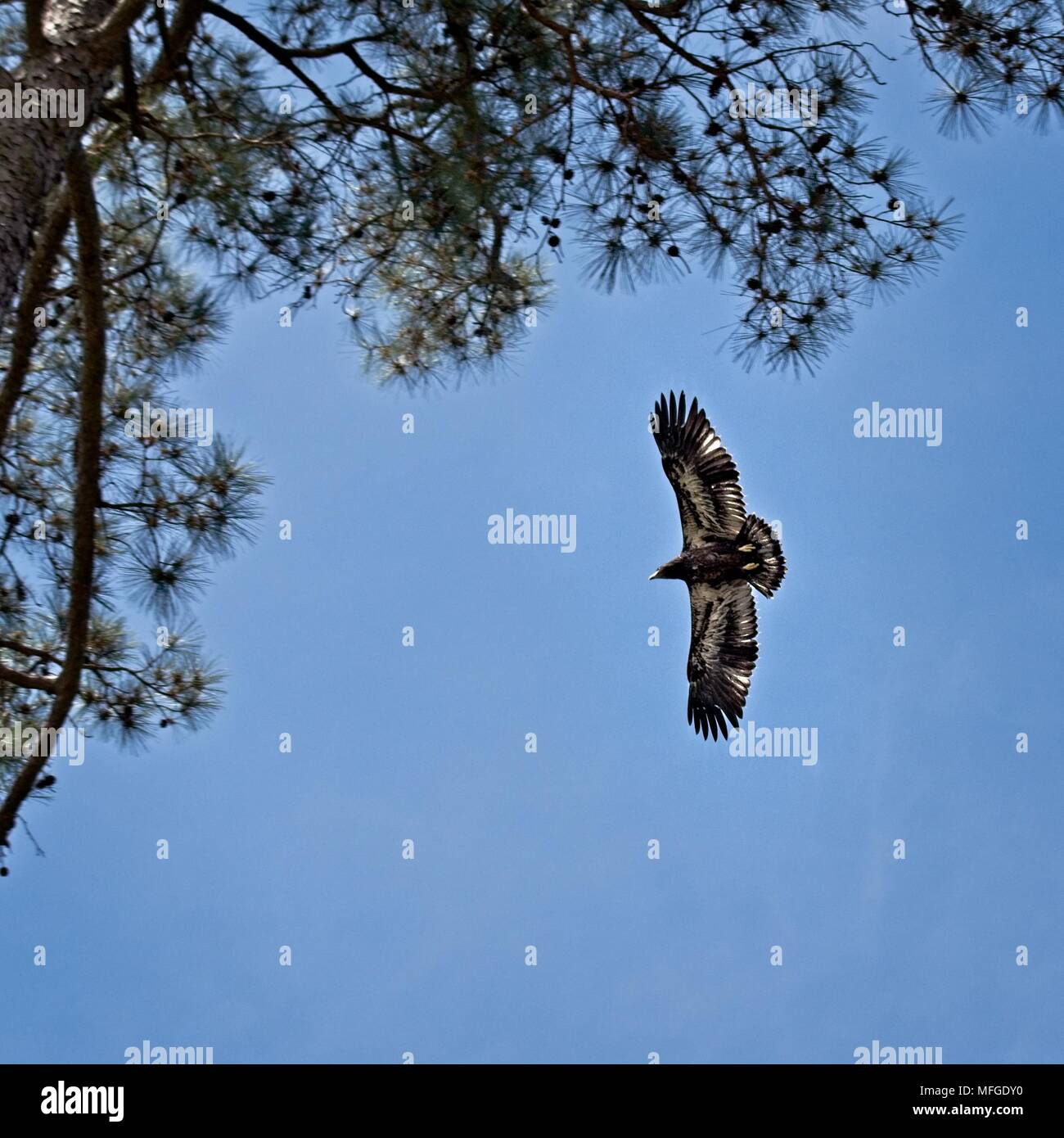 Jeune aigle environ 2 mois vieux apprendre à voler Banque D'Images