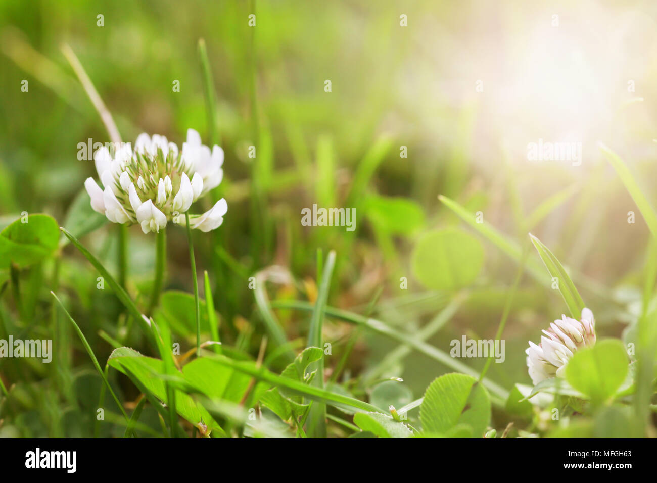 Une fleur de trèfle blanc dans l'herbe verte. Lumière du soir avec des reflets. Profondeur de champ pour créer des arrière-plan flou. Banque D'Images