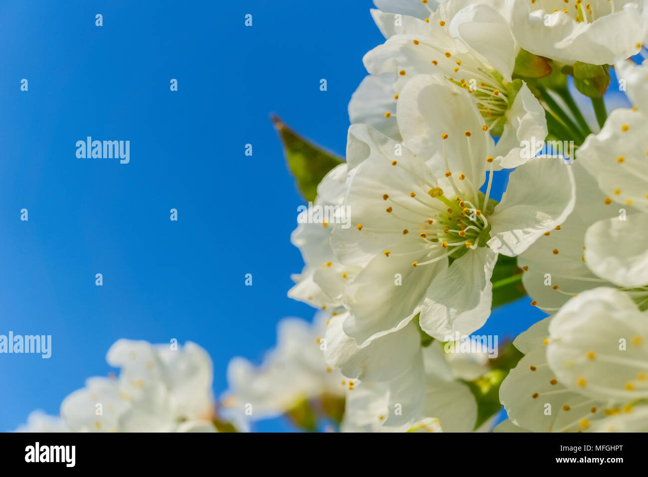 Gros plan sur les belles fleurs de cerisier blanc floraison sur un cerisier, Prunus avium, au printemps sur une journée ensoleillée avec ciel bleu solide. Banque D'Images
