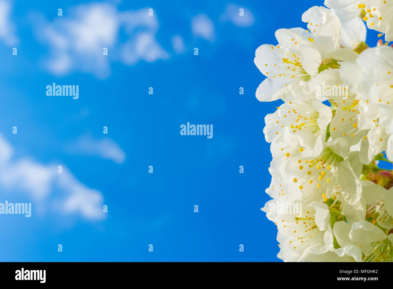 Gros plan sur les belles fleurs de cerisier blanc floraison sur un cerisier, Prunus avium, au printemps sur une journée ensoleillée avec ciel bleu solide. Banque D'Images