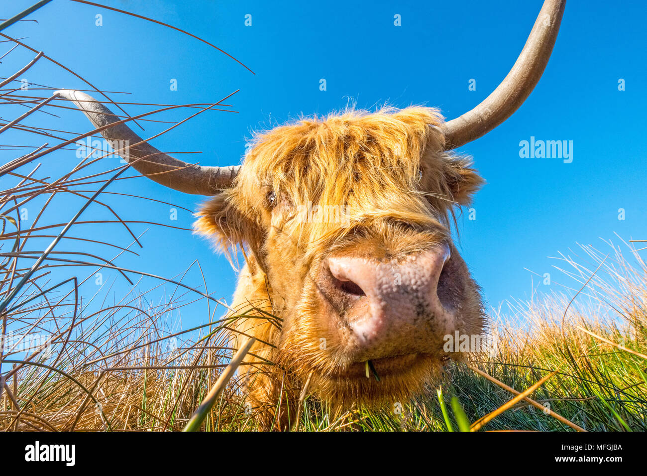 Highland cow / le pâturage sur les landes Banque D'Images