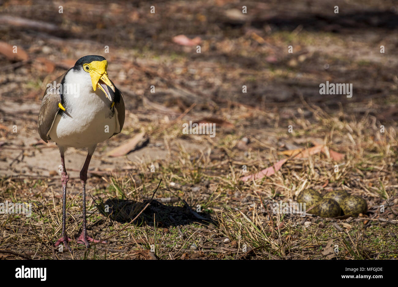 Masked sociable (Vanellus miles novaehollandiae), Fam. Laridés adultes, près de nid, Bobbin Head, Ku-ring-gai Chase National Park, New South Wales, au Banque D'Images