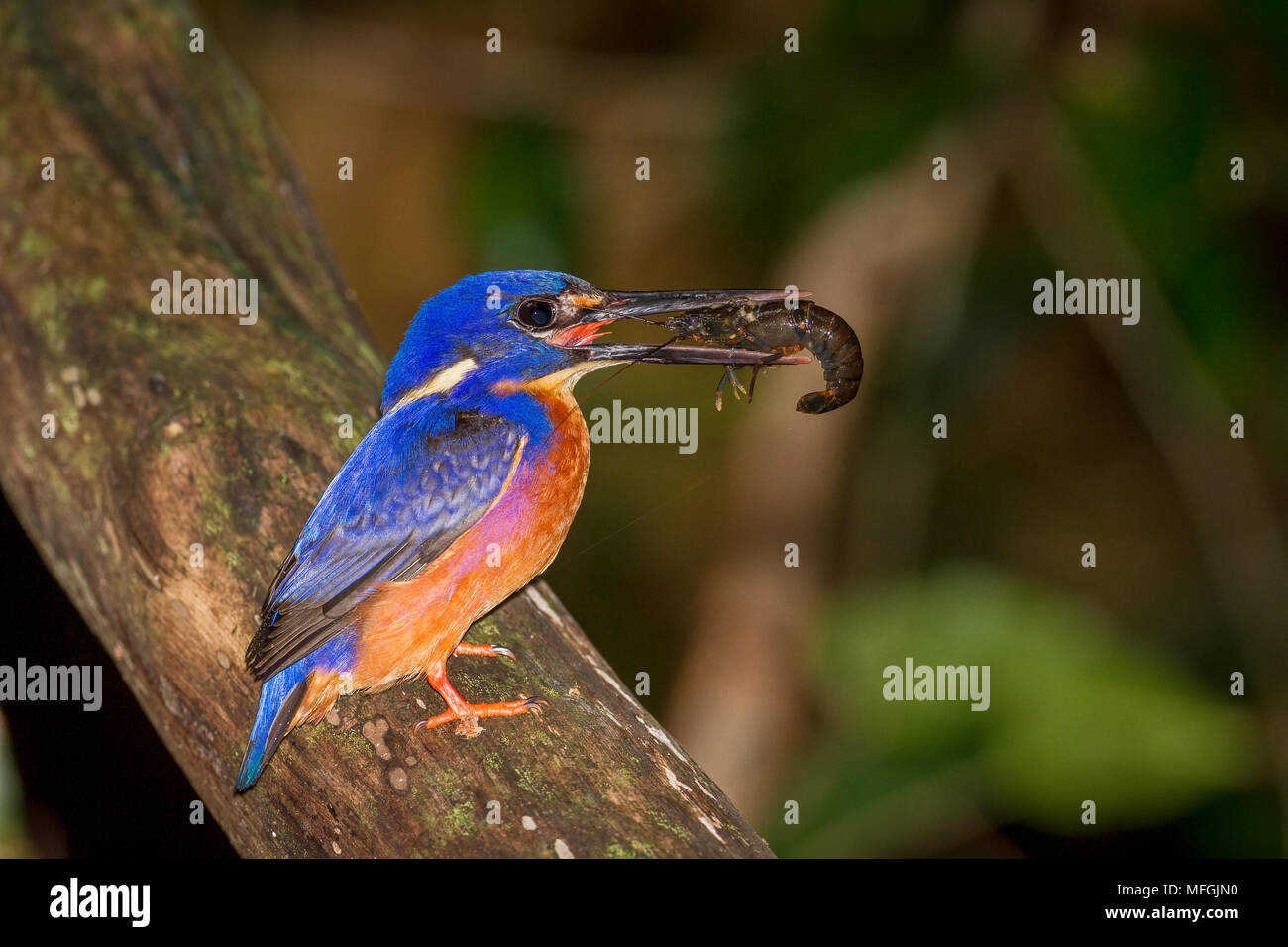 Azur Kingfisher (Alcedo azurea), Fam. Alcedinidae, des profils avec Yabby nid près de creux, le Parc National Washpool, New South Wales, Australie Banque D'Images