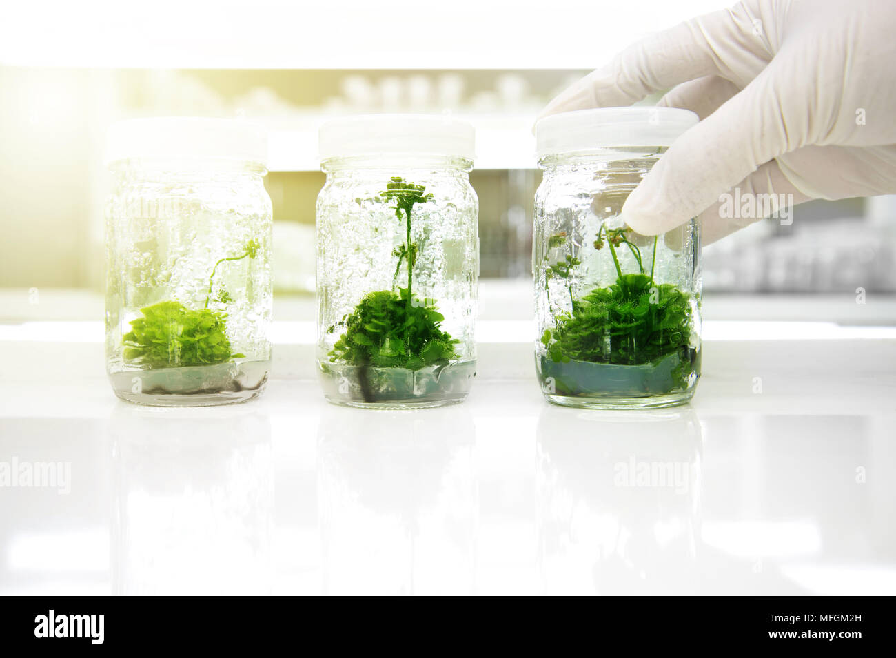 Trois plantes vertes, culture de tissus dans le flacon en verre holding sur la biotechnologie en main scientifique science laboratory background Banque D'Images