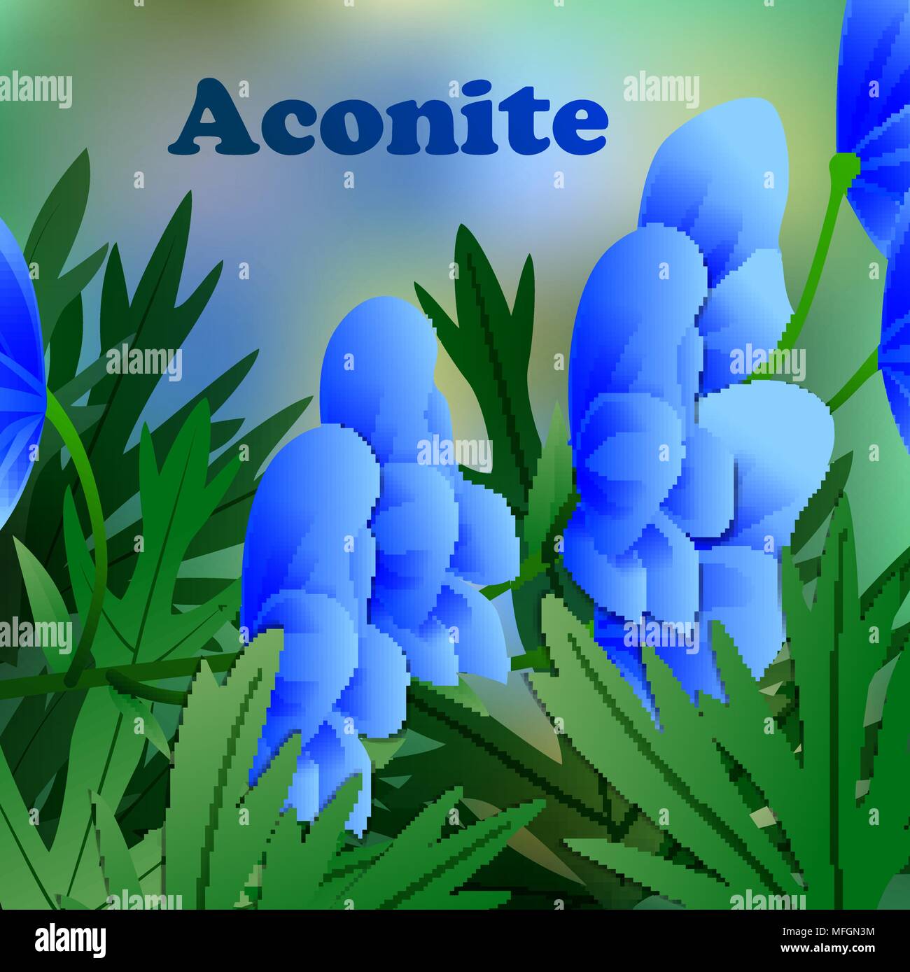 De belles fleurs de printemps Aconit. Cartes de visite ou votre conception de l'espace pour le texte. Vector illustration Illustration de Vecteur