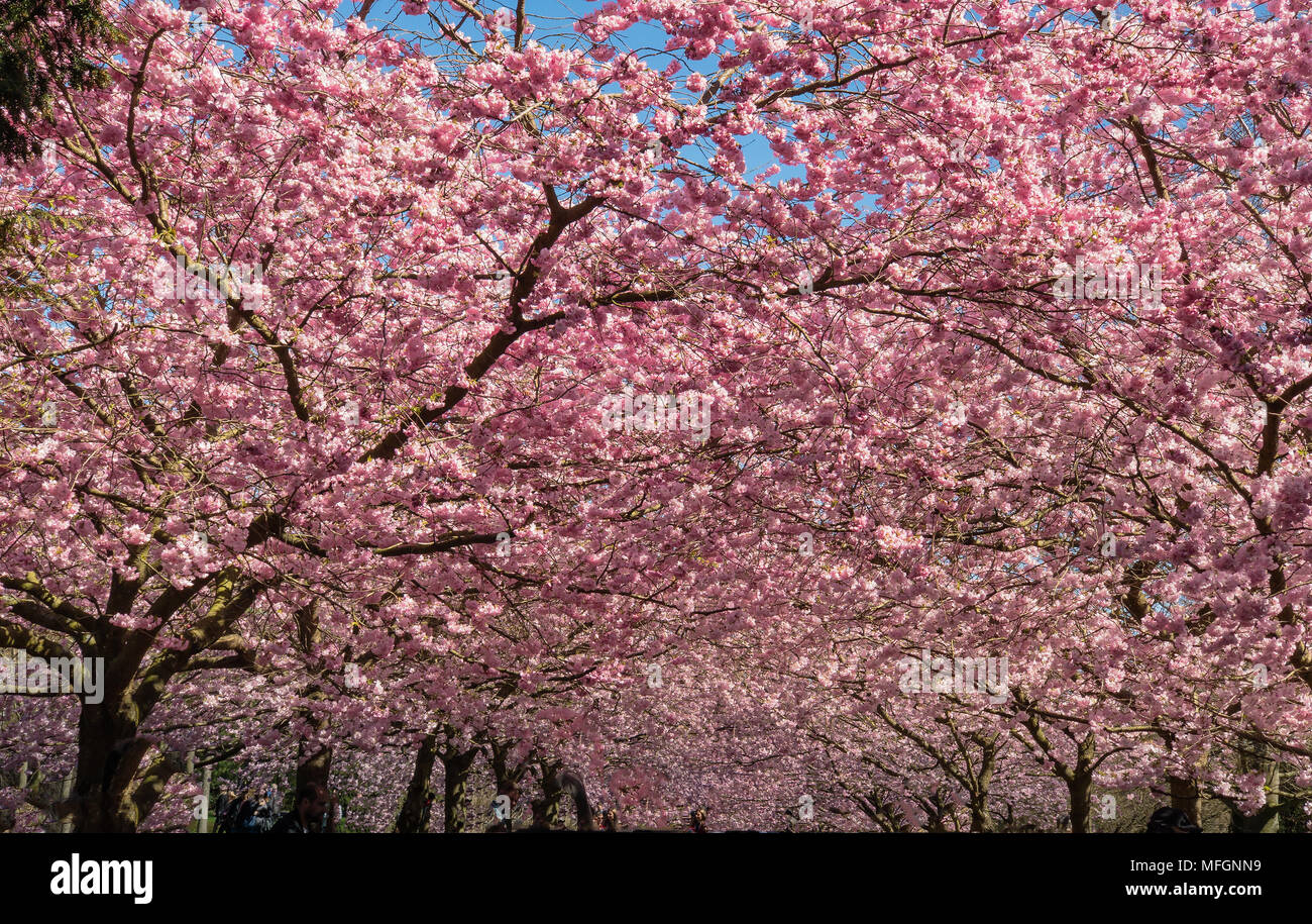 La floraison des cerisiers en avril Bispeengen, Danemark Banque D'Images