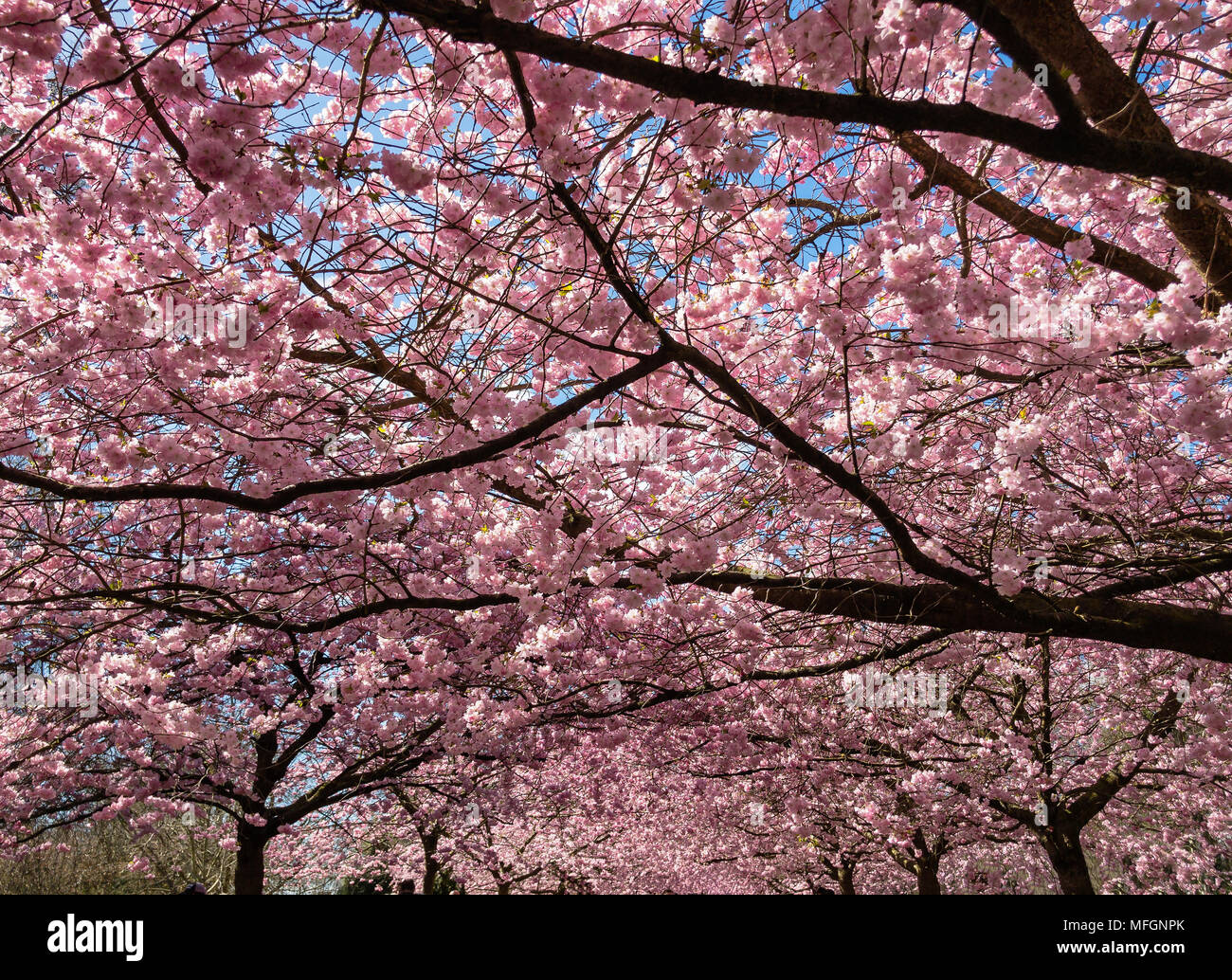 La floraison des cerisiers en avril Bispeengen, Danemark Banque D'Images