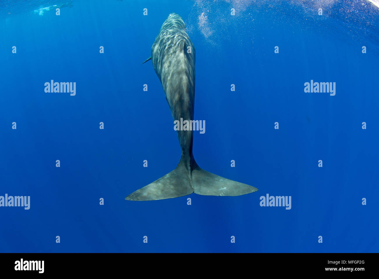 Queue de cachalot, Physeter macrocephalus, vulnérables (UICN), Dominique, la mer des Caraïbes, l'océan Atlantique. Photo prise dans le cadre d'un permis. Banque D'Images
