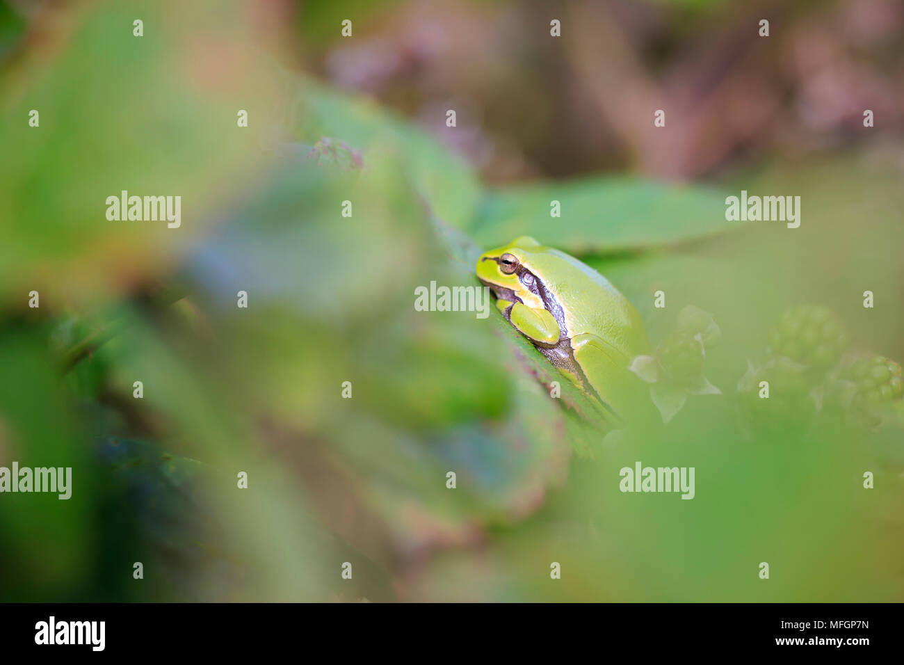 Libre d'une petite rainette européenne (Hyla arborea ou Rana arborea), se reposant dans un buisson ardent chauffage jusqu'au soleil. Banque D'Images