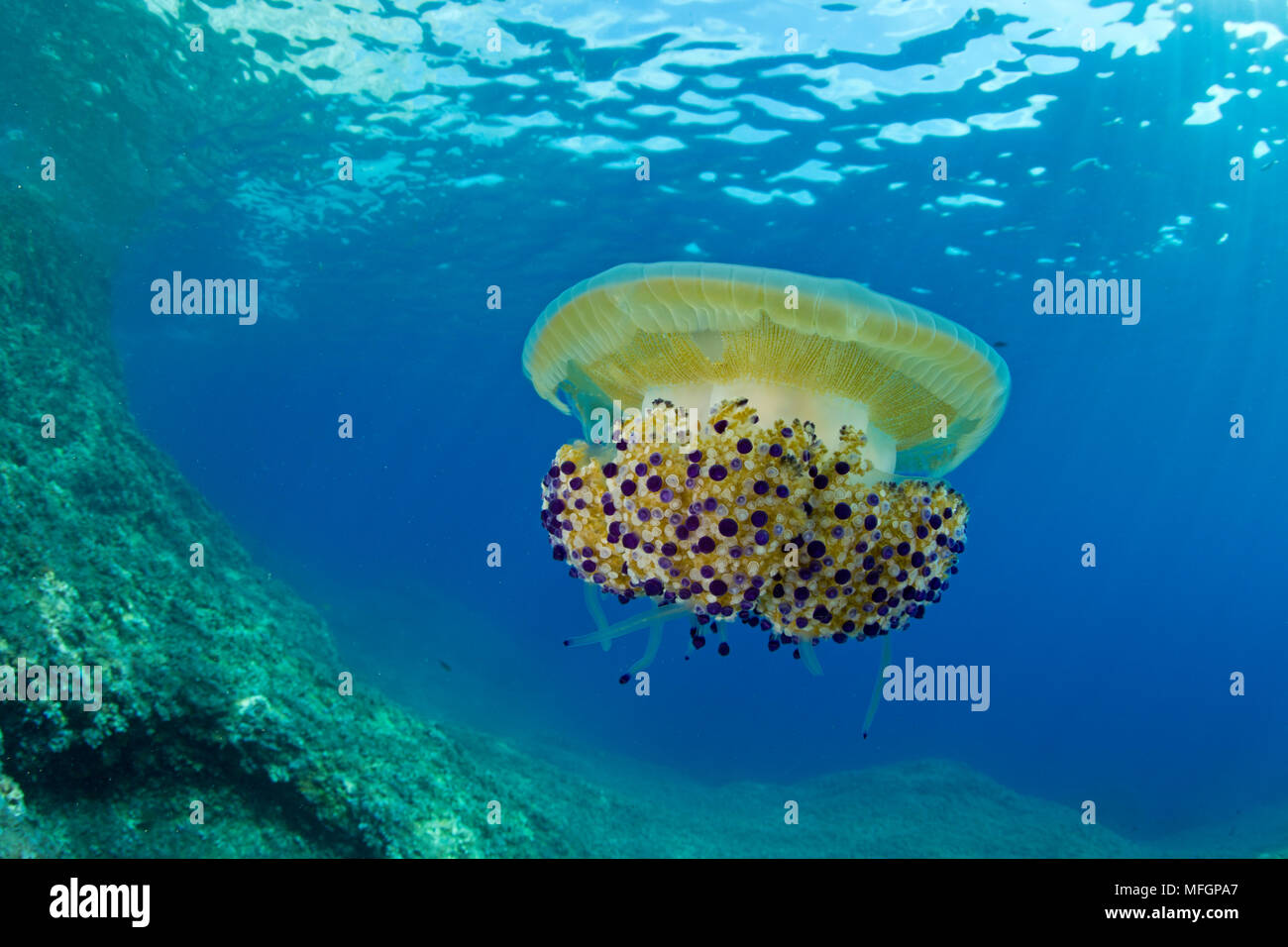 Gelée de Méditerranée ou d'œuf frit, méduses Cotylorhiza tubercolata, zone maritime protégée Punta Campanella, Massa Lubrense, Penisola Sorrentina, coût Banque D'Images