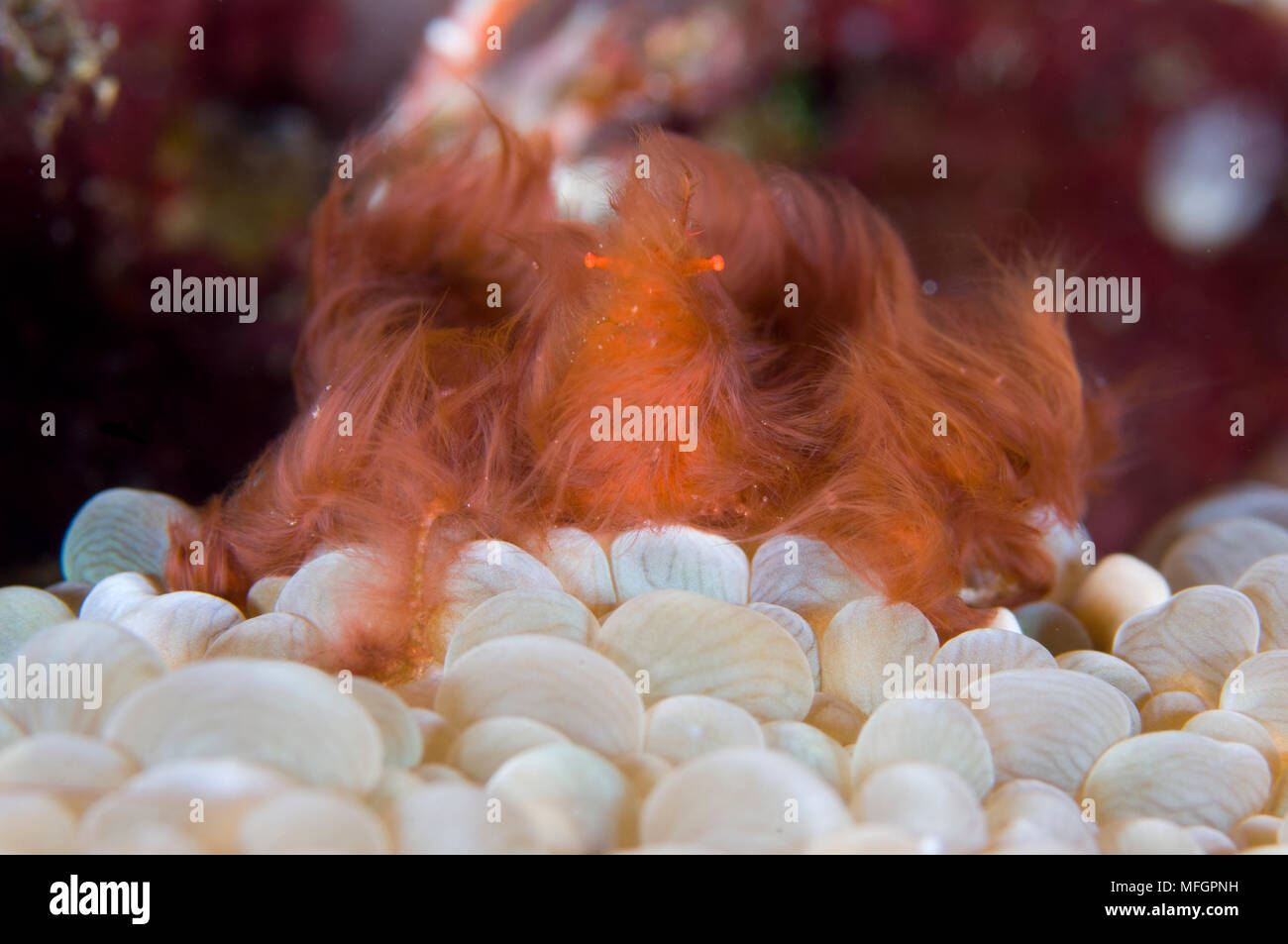 L'orang-outan crabe décorateur assis sur Coral, Russell, Îles Solomons Banque D'Images