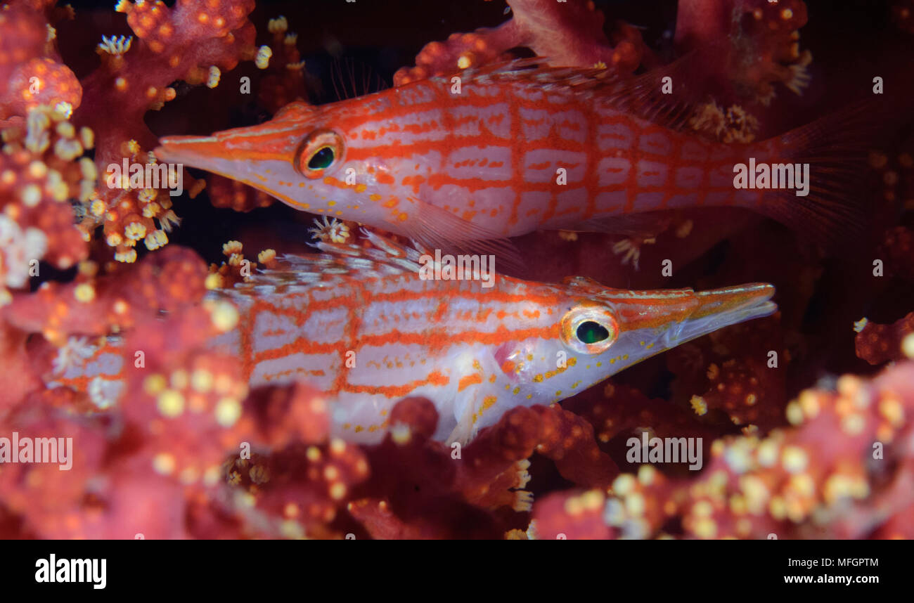 Le hawkfish : Oxycirrhites typus, une paire chez les coraux mous, à une profondeur de 10 mètres, Îles Salomon Banque D'Images