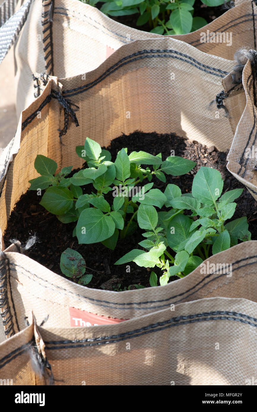 Solanum tuberosum. La Vizelle plantes poussant dans des sacs au début du printemps. L'Angleterre Banque D'Images