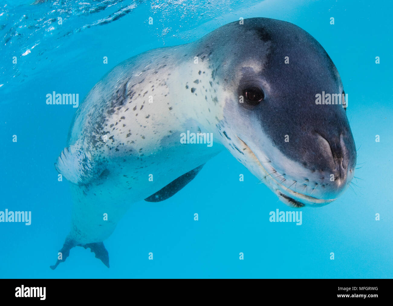 Vue du visage d'un Phoque léopard (Hydrurga leptonyx) lors d'une rencontre proche, l'Astrolabe, l'île de l'Antarctique Banque D'Images