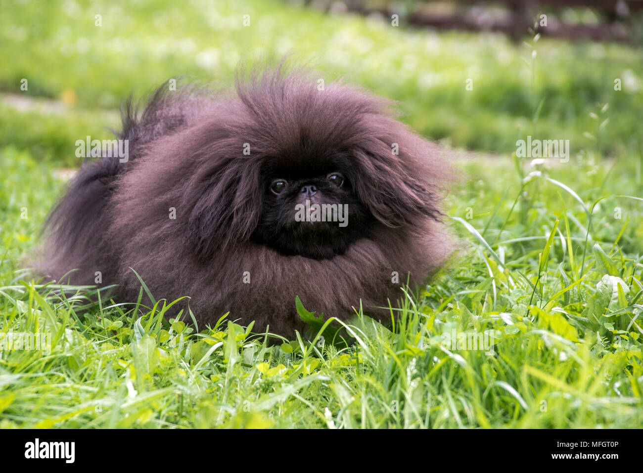 Mignon petit canard noir assis sur l'herbe Banque D'Images