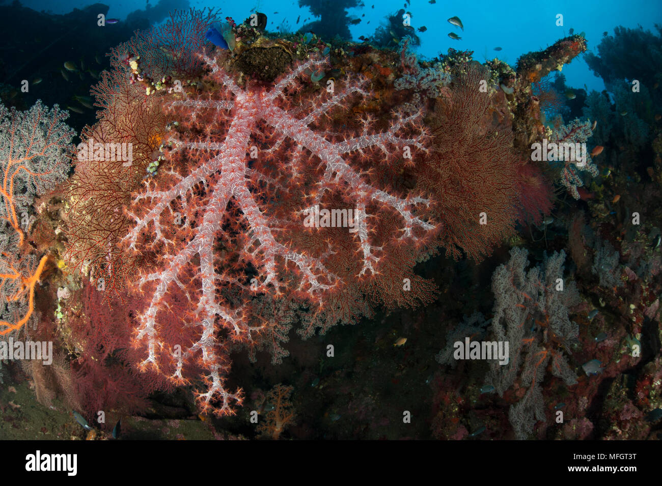 Encusted corail sur la liberté de l'épave de Tulamben wreck, Bali, Banque D'Images