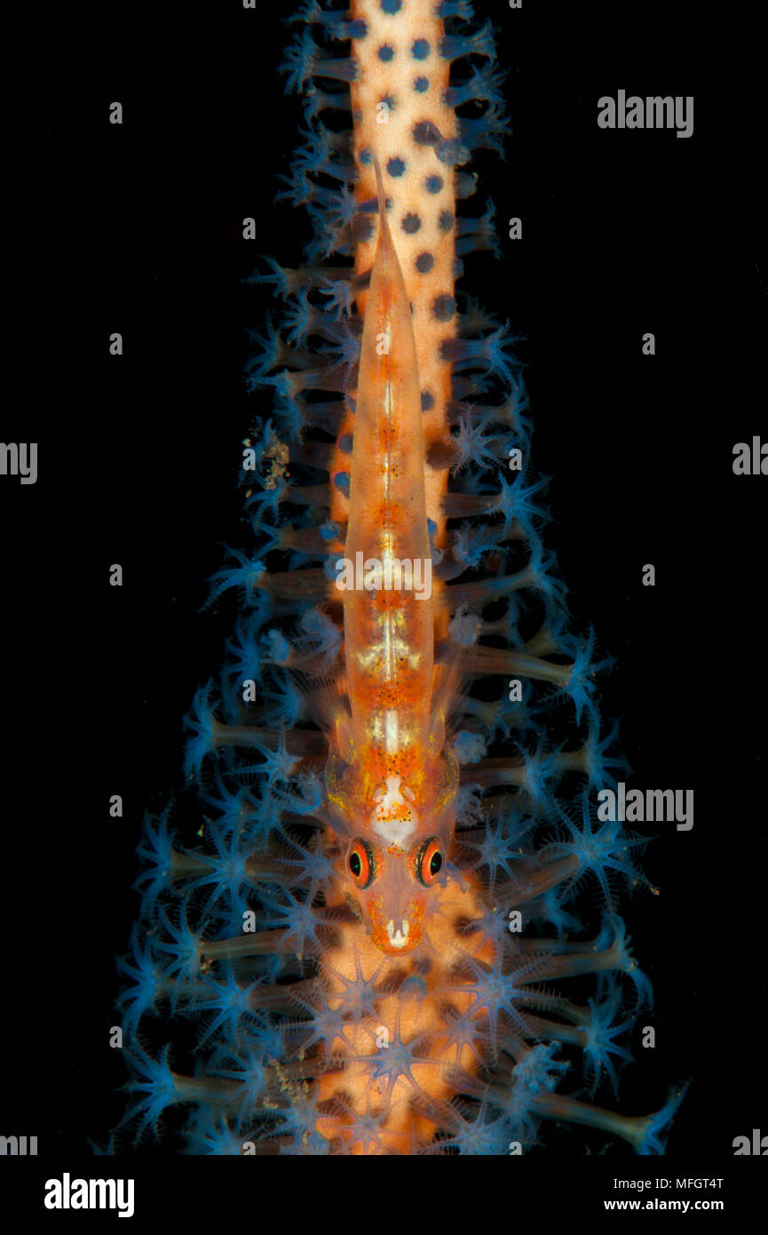 Grand fouet goby : Bryaninops grand, sur ornage et whip bleu, corail, Bali Tulamben Banque D'Images