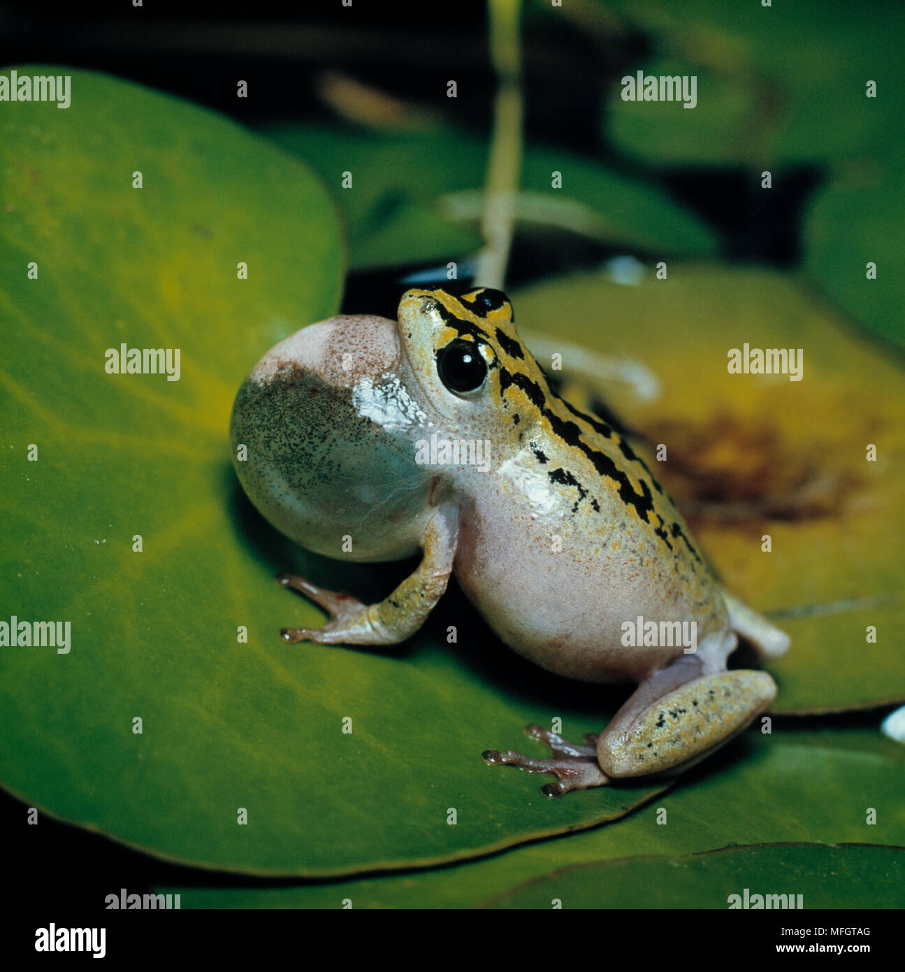Grenouille peint REED Appelant Hyperolius marmoratus Banque D'Images