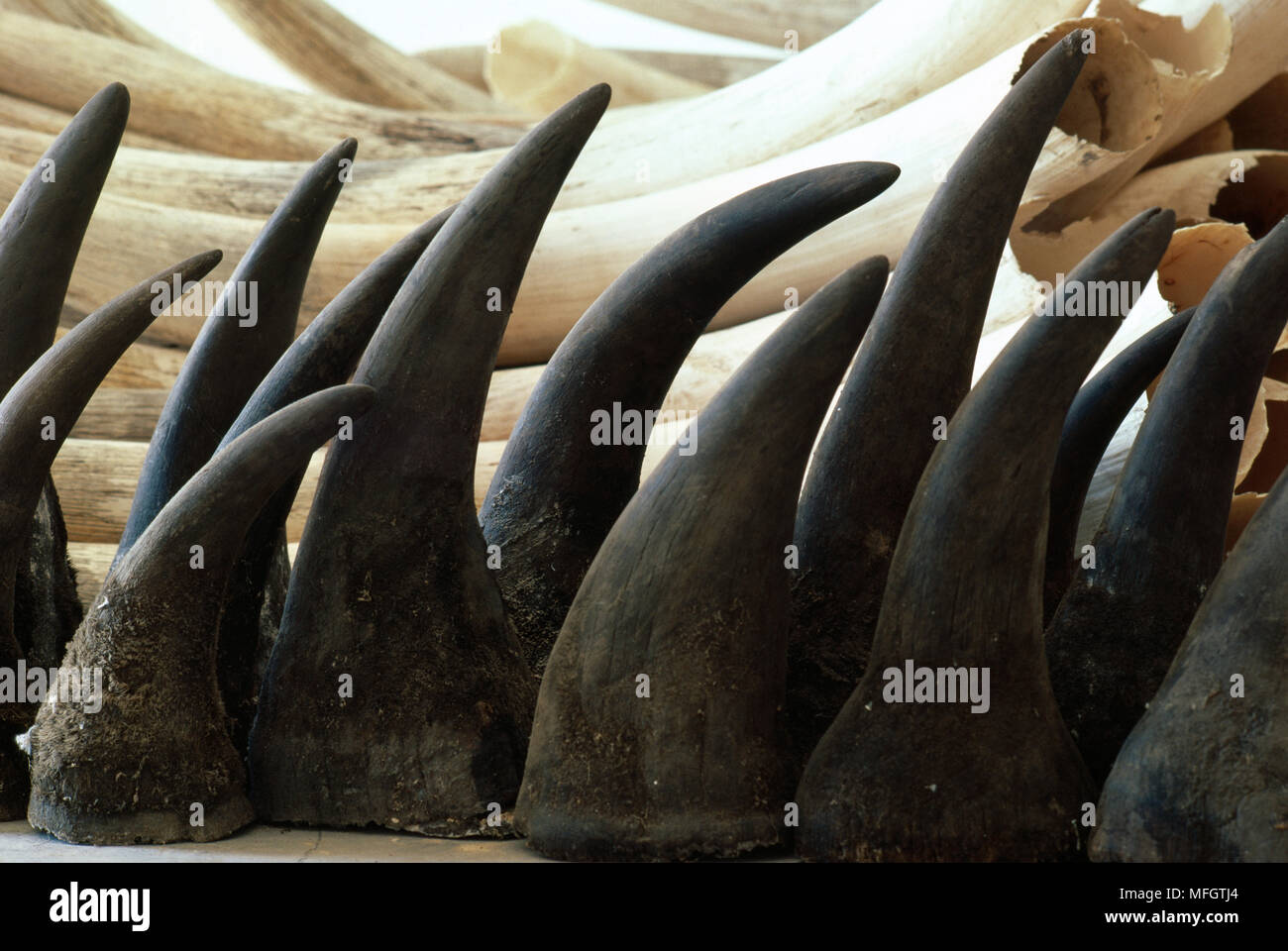 Les cornes de rhinocéros et de l'ivoire confisqués par les autorités. L'Afrique du Sud Banque D'Images