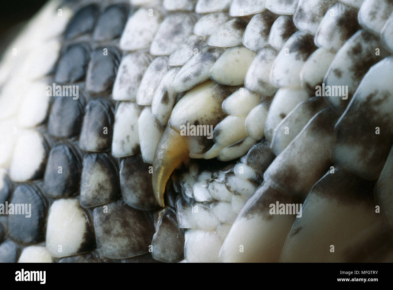 L'AFRIQUE DU SUD Python Python sebae natalensis 'claw' vestigial (leg) Banque D'Images