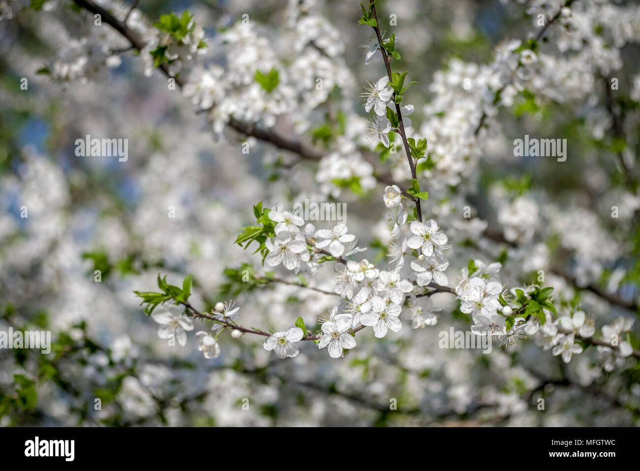 Labricotier En Fleurs Au Printemps Fleurs Blanches D
