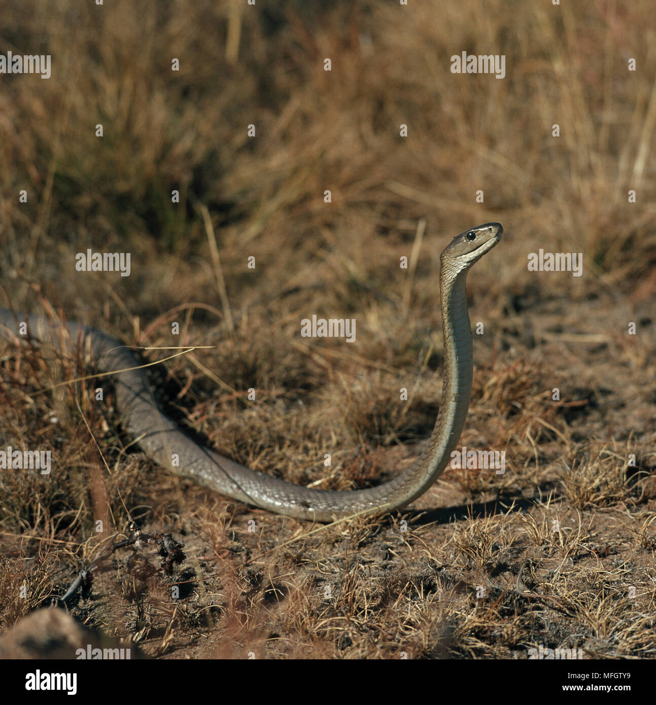 Le Mamba noir Dendroaspis polylepis Afrique du Sud Africaine plus grand serpent venimeux Banque D'Images