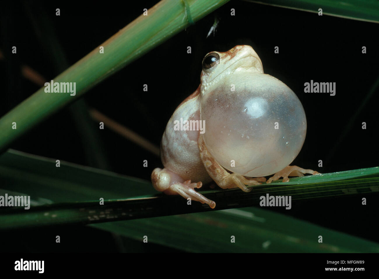 Grenouille peint REED Appelant Hyperolius marmoratus Banque D'Images