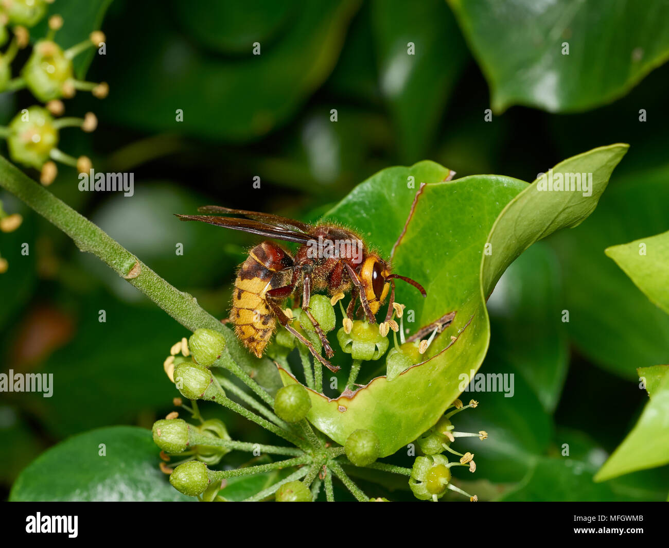 Frelon (Vespa crabro) se nourrissent de nectar de fleurs de lierre Sussex, Angleterre Banque D'Images