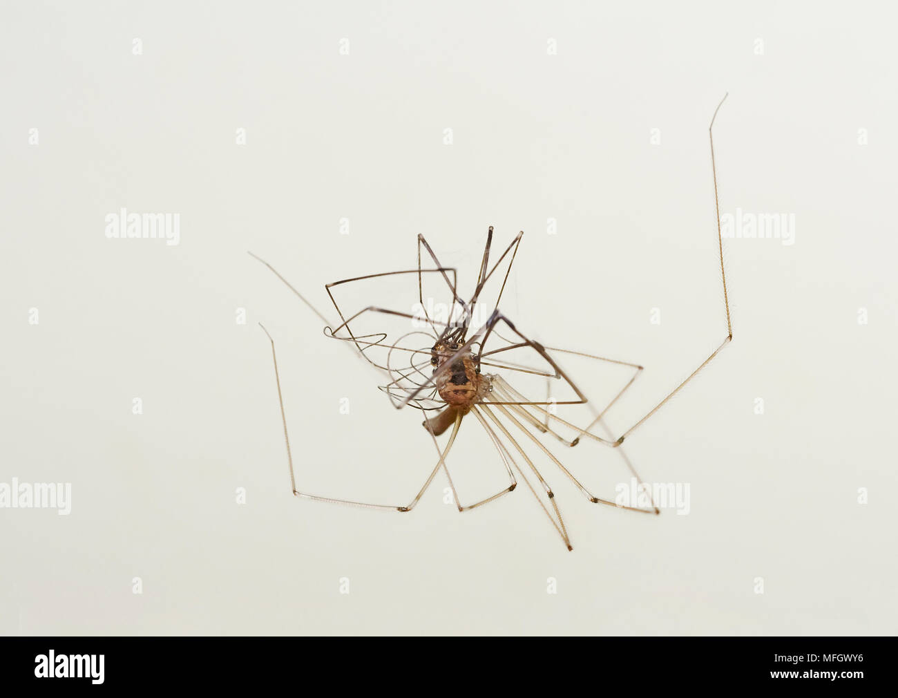 Papa-longues-jambes (Pholcus phalangioides-SPIDER) se nourrissant sur spider harvestman, Sussex, Angleterre Banque D'Images