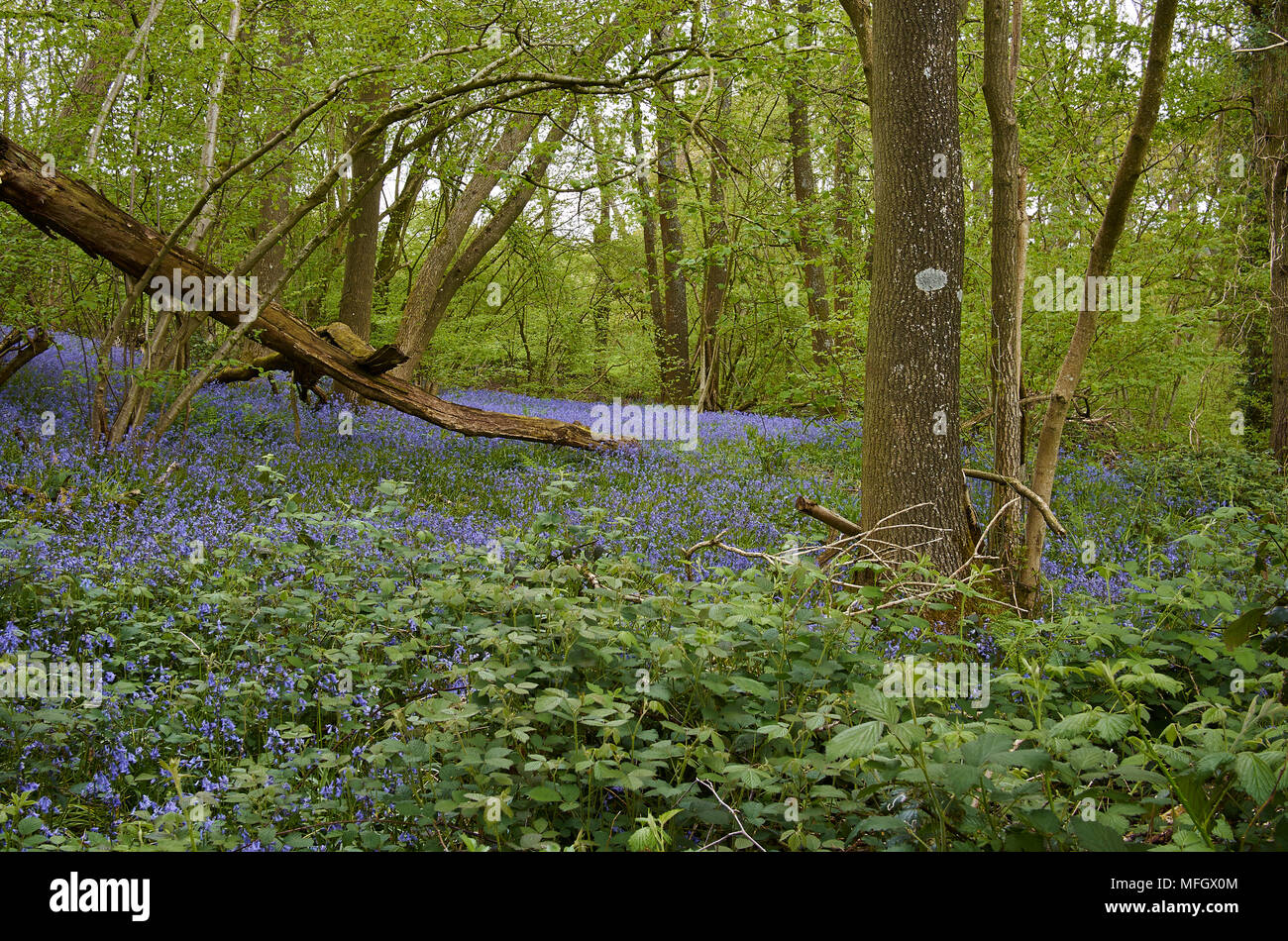 Au printemps AVEC DU BOIS OVRONNAZ bluebells Sussex, Angleterre Banque D'Images